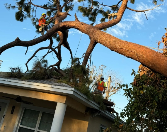 Emergency Tree Services 2 Kingsbury TX