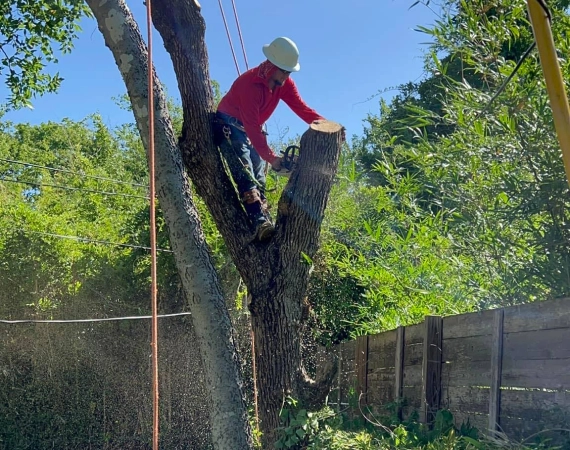 Tree Removal Services 1 Kingsbury TX