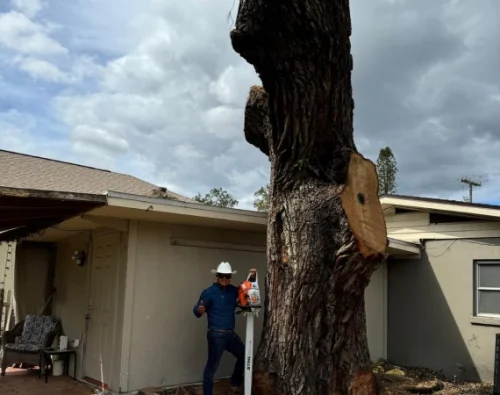 Tree Removal Services Kingsbury TX